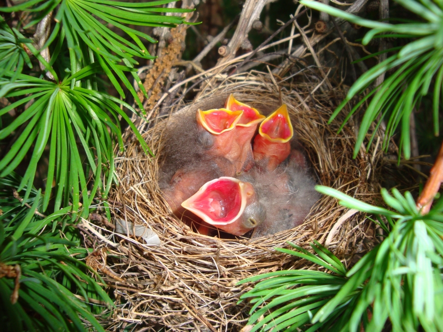 Brown headed Cowbird chicks Zoology Division of Birds